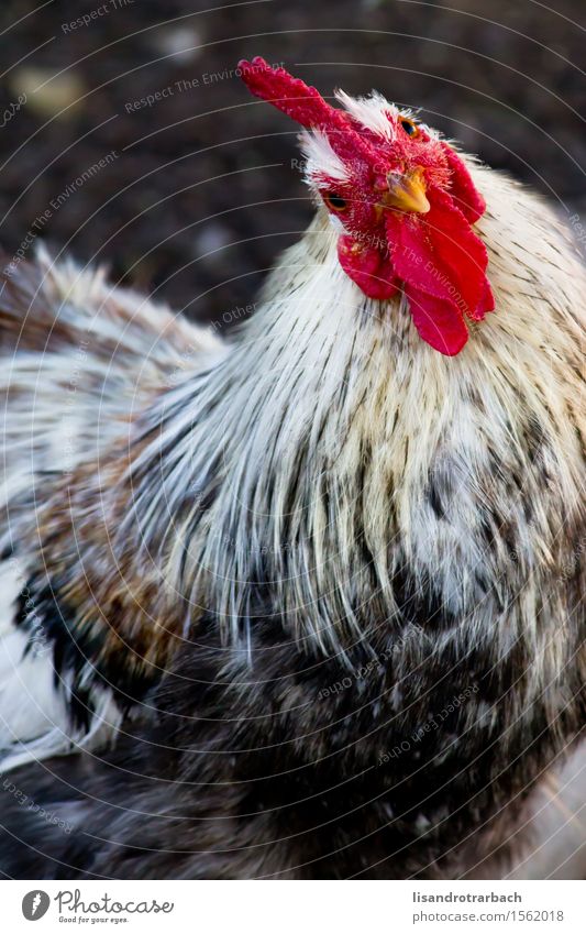 Nahaufnahme des Hahns die Kamera gegenüberstellend Natur Tier Sonne Nutztier Vogel Tiergesicht 1 genießen Blick Coolness elegant Freundlichkeit Fröhlichkeit