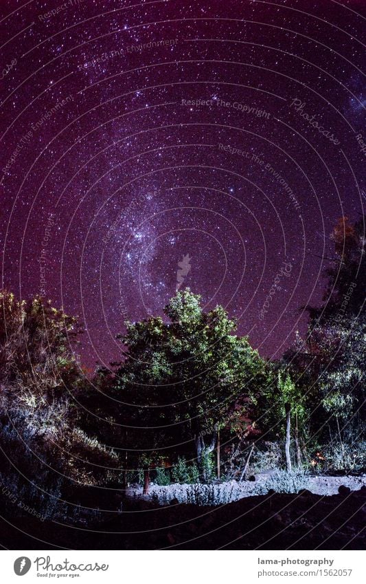 Atacama Milkyway Ferien & Urlaub & Reisen Ferne Expedition Camping Wolkenloser Himmel Nachthimmel Stern Baum Milchstrasse San Pedro de Atacama Chile Südamerika