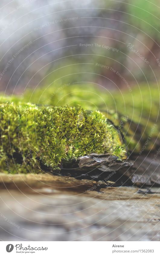 Wärmedämmung Natur Klima Wetter Moos Hütte Altbau Dach Blechdach Metall alt Wachstum nachhaltig natürlich braun grün Senior Energie ländlich rustikal