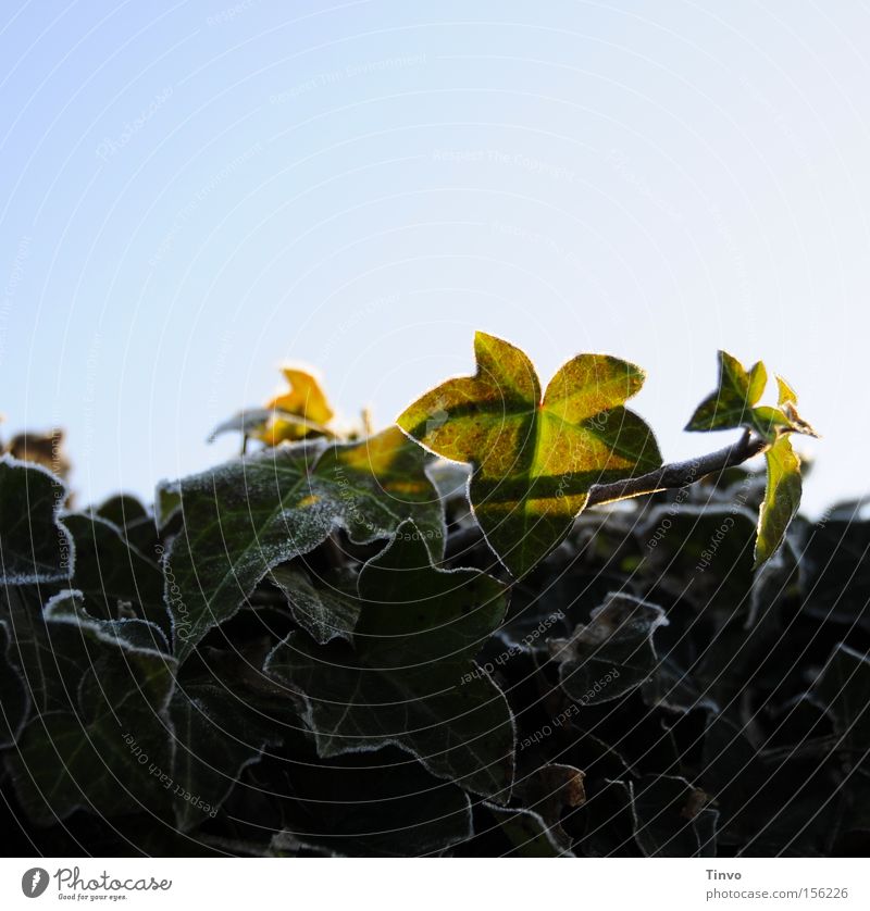 Efeu im Winter Kletterpflanzen Schatten Sonnenlicht Raureif Frost Wintermorgen Blauer Himmel überwintern Immergrüne Pflanzen robust Blatt Eppich Frostränder