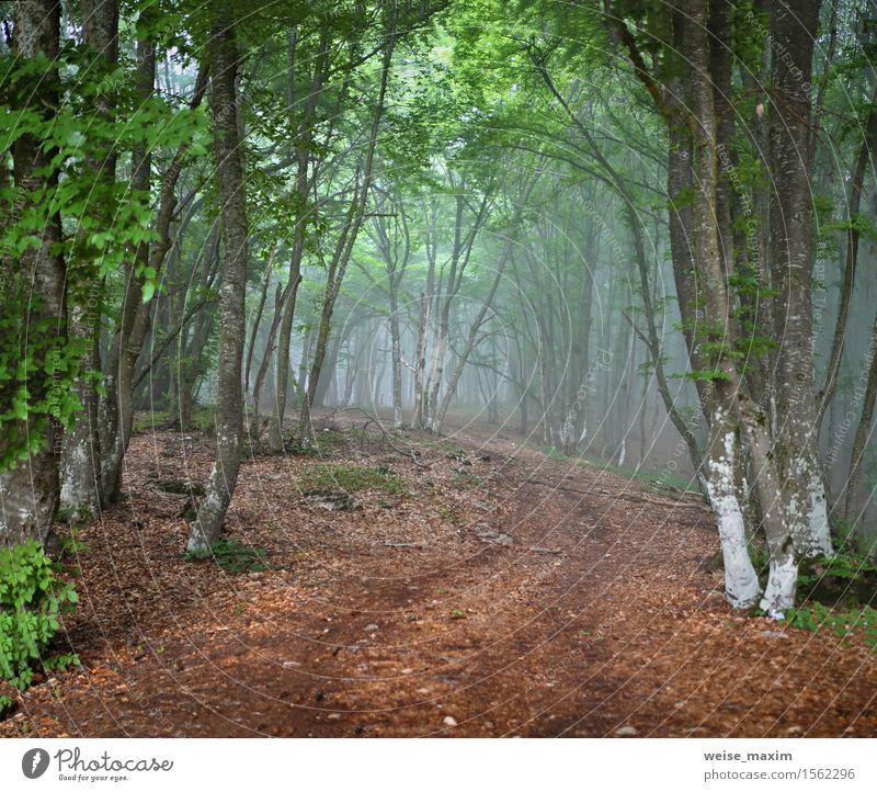 Nebelhafter Wald des grünen Frühlinges. Mai auf der Krim Ferien & Urlaub & Reisen Berge u. Gebirge Natur Landschaft Pflanze Regen Baum Blatt Grünpflanze Park