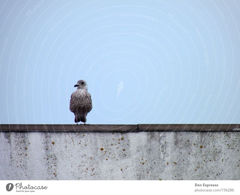 Einsam Möwe Silbermöwe Vogel blau Himmel Meer Küste Einsamkeit Trauer Gefühle Möve Traurigkeit