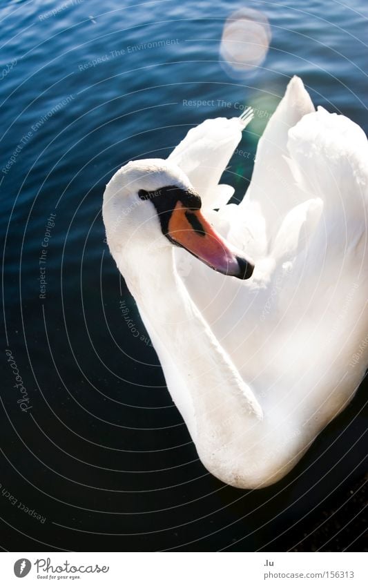 Schwan elegant Blendenfleck Im Wasser treiben Feder ruhig Schnabel Tier weiß Vogel schön Lichtgestalt Landwehr-Kanal Berlin Schwimmen & Baden