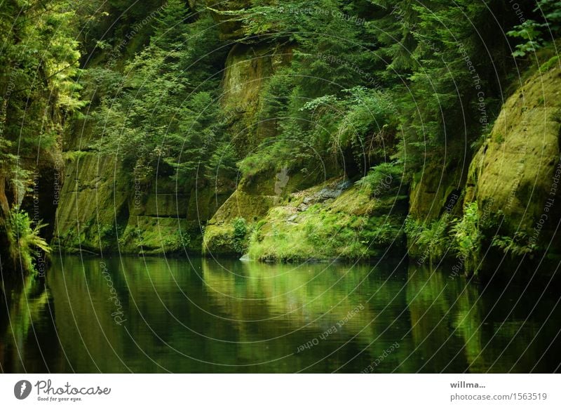 die stille Klamm, auch Edmundsklamm, in Hrensko Böhmische Schweiz Natur Landschaft Felsen Fluss Bach grün Felsenschlucht Tschechien Elbsandsteingebirge Baum