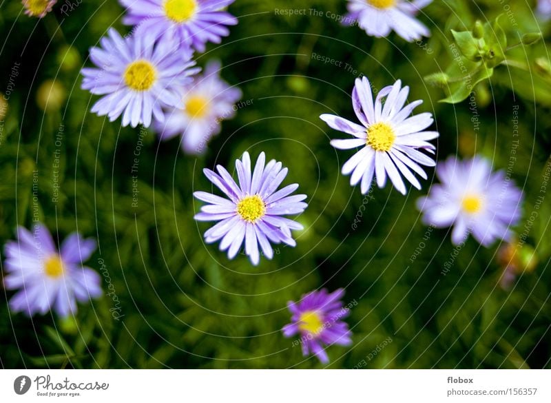 Bald Blume Frühling Frühlingsblume Blühend grün violett Natur Umweltschutz Wiese Gras Blumenbeet Zeichen schön