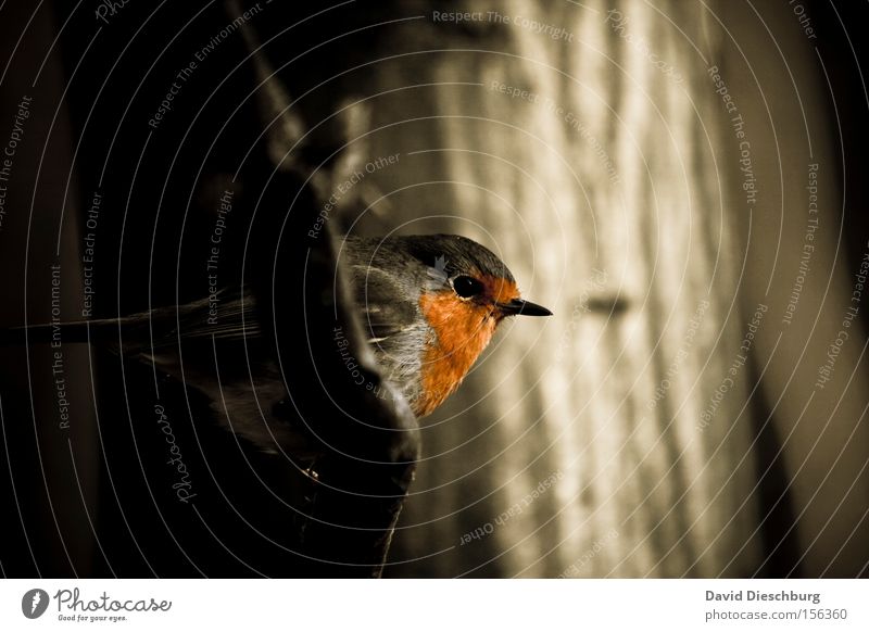 Erithacus rubecula Vogel Rotkehlchen Gesang rot Wald Ast Baum Schnabel Auge Natur Makroaufnahme Nahaufnahme Winter Feder bird Brunft Nestbau