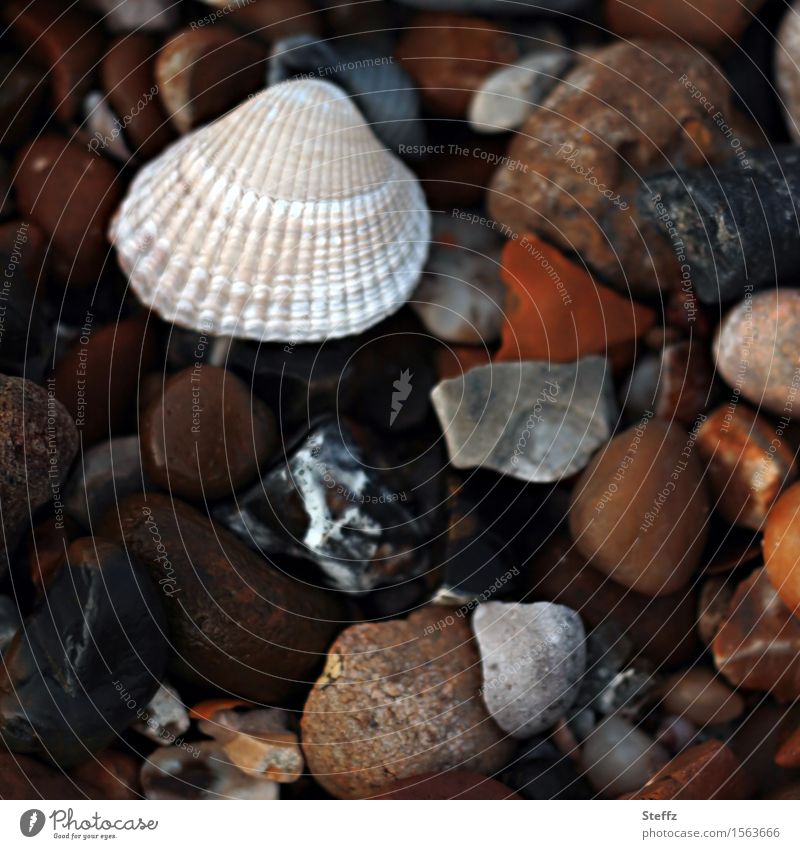 Steinstrand mit einer Muschel an der Nordsee Nordseemuschel Nordseestrand nordisch maritim Strand Steine am Strand viele Steine bunte Steine Bruchstücke