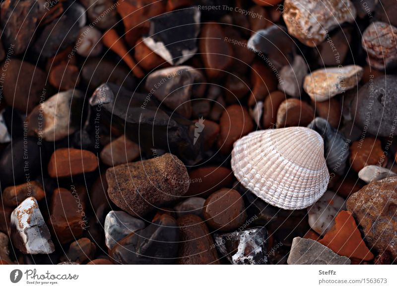 Steinstrand mit einer Muschel Muschelschale Strand Steine Nordseestrand nordische Natur Nordseeküste Herzmuschel Steine am Strand am Meer bunte Steine