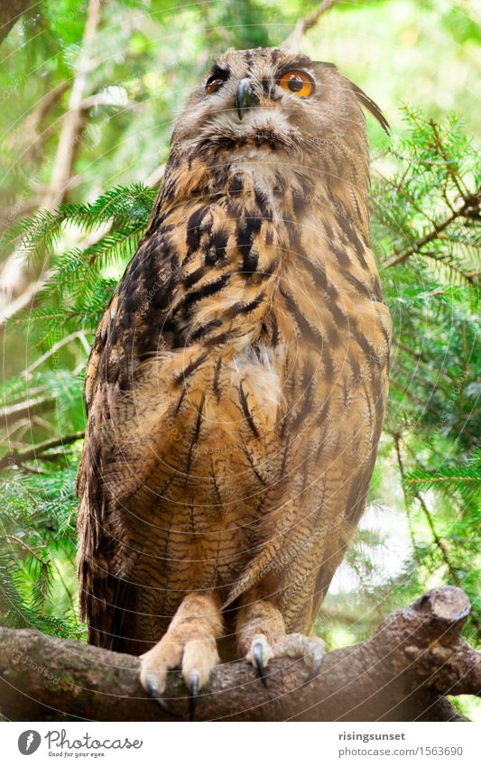 Die Eule Umwelt Tier Luft Schönes Wetter Pflanze Baum Sträucher Grünpflanze Park Wald Vogel Flügel Zoo 1 sitzen träumen braun grün orange schwarz Zufriedenheit