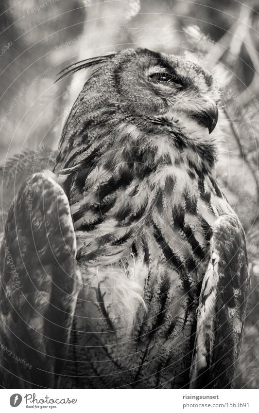 Die Eule Tier Luft Wildtier Vogel Tiergesicht Flügel Zoo 1 beobachten Blick sitzen ästhetisch gruselig schwarz weiß Kraft Macht Wachsamkeit geduldig ruhig