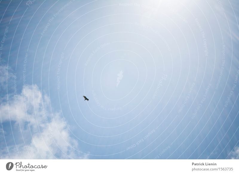 Free like a bird schön Ferien & Urlaub & Reisen Tourismus Freiheit Sommer Strand Meer Freundschaft Umwelt Natur Landschaft Tier Urelemente Luft Himmel