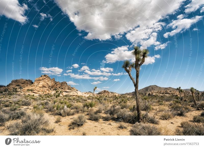 Joshua Tree Wohlgefühl Ferien & Urlaub & Reisen Ferne Freiheit Sommer Berge u. Gebirge Umwelt Natur Landschaft Pflanze Urelemente Sand Himmel Wolken Klima