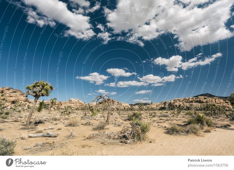 Joshua Tree National Park Ferien & Urlaub & Reisen Sommer Berge u. Gebirge Umwelt Natur Landschaft Pflanze Sand Himmel Wolken Klima Klimawandel Wetter