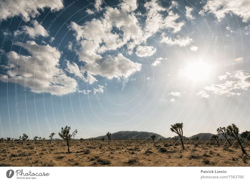 Joshua Tree National Park Leben harmonisch Wohlgefühl Zufriedenheit Ferien & Urlaub & Reisen Sommer Sonne Berge u. Gebirge Umwelt Natur Landschaft Pflanze Sand