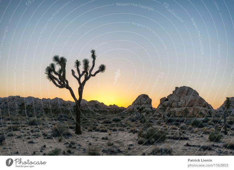 Joshua Tree Ferien & Urlaub & Reisen Abenteuer Freiheit Sommer Sonne Berge u. Gebirge Umwelt Natur Landschaft Sand Himmel nur Himmel Wolkenloser Himmel Klima