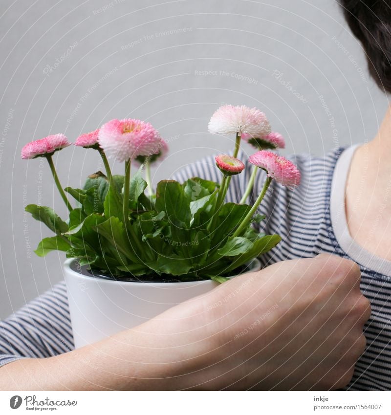 Belli für Finti Lifestyle Stil Freude Glück Frau Erwachsene Leben Arme Hand 1 Mensch Frühling Blume Topfpflanze Frühlingsblume Blumenstrauß Blühend festhalten