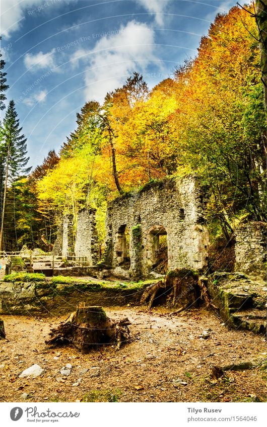 Royal Eugi Munitionsfabrik schön Berge u. Gebirge Natur Baum Moos Wald Felsen Ruine Architektur Stein grün Zerstörung Fotografie Bild Konsistenz antik