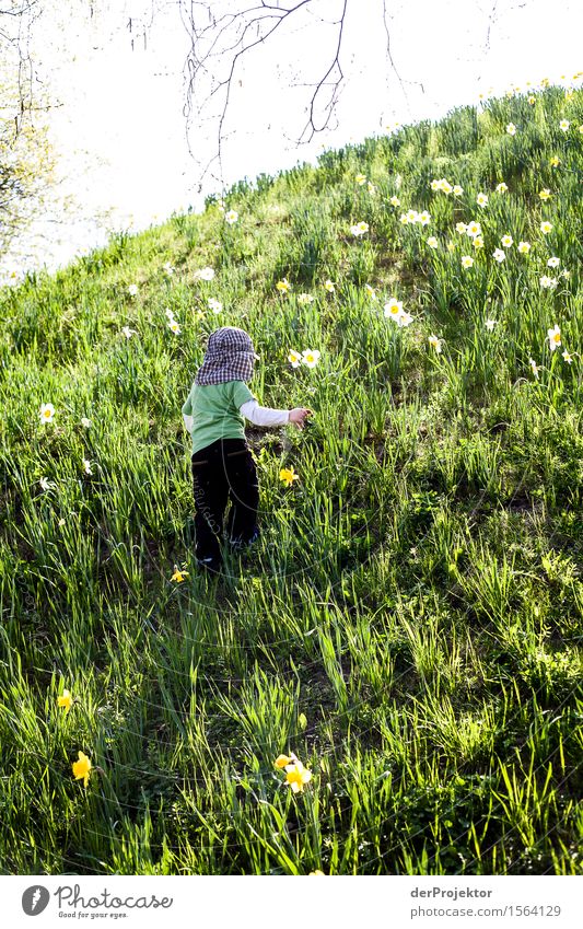 Blumen für Papa pflücken II Kinderspiel Ferien & Urlaub & Reisen Tourismus Ausflug Abenteuer Ferne Freiheit Berge u. Gebirge wandern Umwelt Natur Landschaft