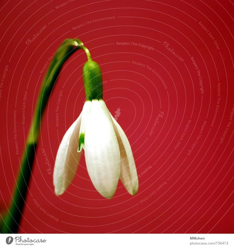 rot - weiß - grün Schneeglöckchen Blume Pflanze Blüte Blütenkelch Frühling Frühlingsblume Frühlingstag Frühlingsfarbe Zwiebel Knollengewächse Garten Park