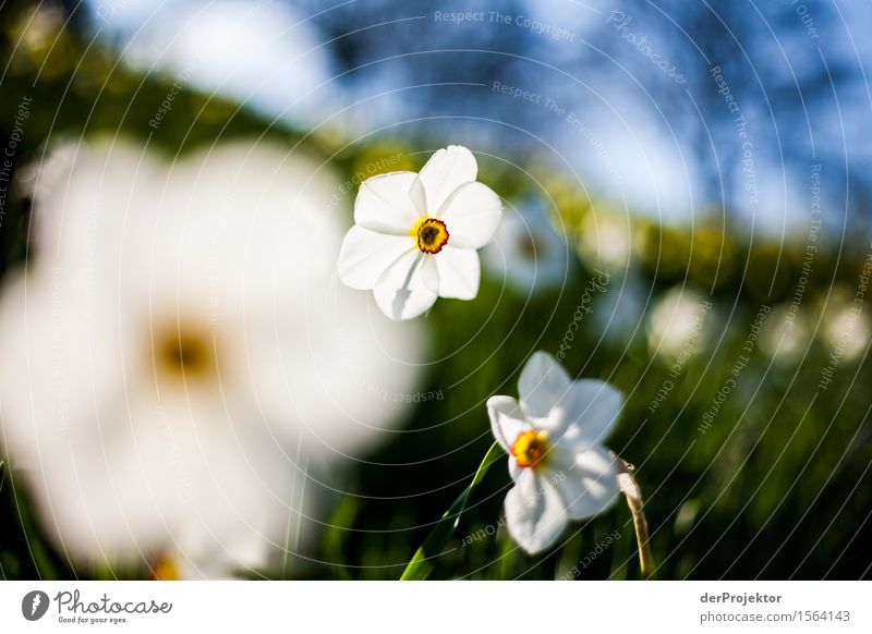 Frühling!!!! Ferien & Urlaub & Reisen Tourismus Ausflug Sightseeing Städtereise wandern Umwelt Natur Landschaft Pflanze Tier Schönes Wetter Blume Garten Park