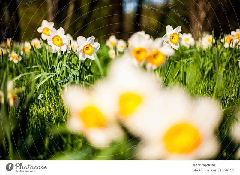 Früüüühling! Ferien & Urlaub & Reisen Tourismus Ausflug Sightseeing Städtereise wandern Umwelt Natur Landschaft Frühling Schönes Wetter Blume Garten Park Wiese