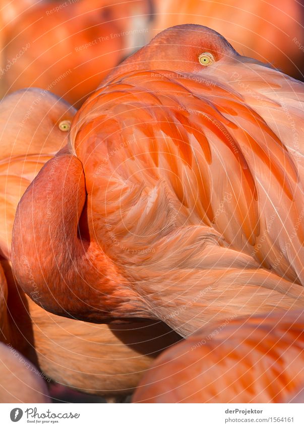 Glotzt doch nicht so Ferien & Urlaub & Reisen Tourismus Ausflug Ferne Freiheit Umwelt Natur Tier Schönes Wetter Wildtier Flamingo Schwarm ästhetisch sportlich