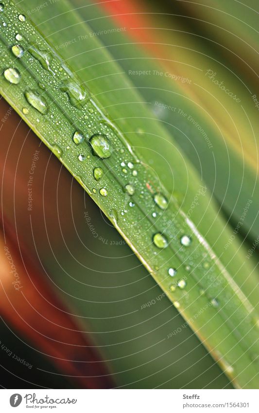 ein bisschen Regen im Gras Regentropfen Grashalm Wildpflanze Halm Tropfen Herbstregen verregnet regennass Regenstimmung hydrophob tropfend regnerisch