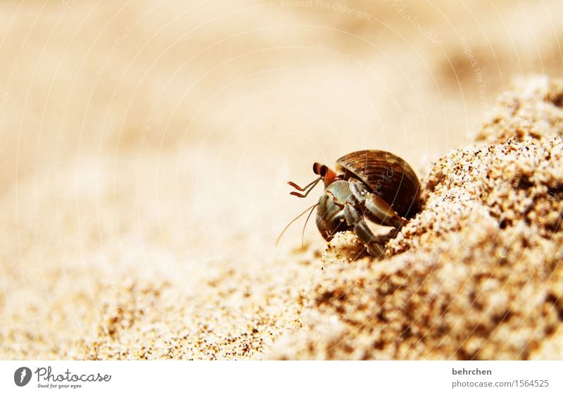 billich | mietfrei Ferien & Urlaub & Reisen Tourismus Ausflug Abenteuer Ferne Freiheit Natur Tier Sand Schönes Wetter Strand Meer Pazifik Costa Rica Wildtier