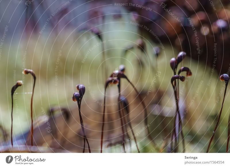 Moosblütentanz Natur Pflanze Tier Frühling Park Wald Bewegung Blühend Tanzen Moosteppich Farbfoto mehrfarbig Außenaufnahme Nahaufnahme Detailaufnahme