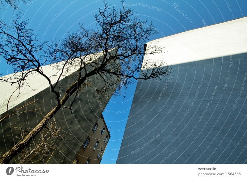 Haus, Baum, Haus, Himmel Altbau Berlin Mehrfamilienhaus Schöneberg Stadt Stadtleben Häusliches Leben Wohngebiet Wohnhaus Wohnhochhaus Wand Mauer Brandmauer