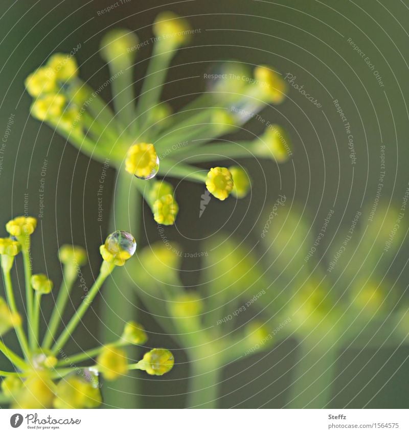 Dill im Regen Dillblüten Tropfen Doldenblüte Fischgewürz Gurkenkraut Gewürzkräuter Küchenkräuter Zutat regennass Kraut Kräutergarten frisch aus dem Garten