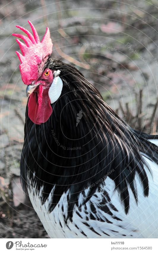 stolzer Hahn Haustier Nutztier Tiergesicht Zoo 1 Kamm beobachten Blick ästhetisch außergewöhnlich elegant glänzend schön muskulös Neugier braun gelb grau rot