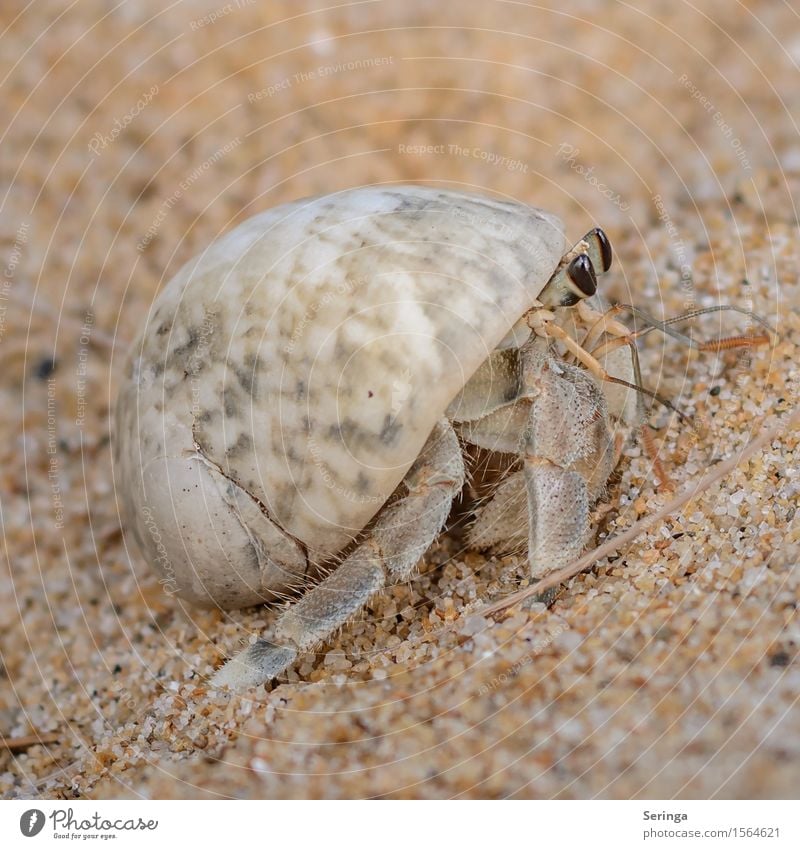 Stielaugen Tier Wildtier Schnecke Muschel Fährte Krebs Krebstier Einsiedler Einsiedlerkrebs 1 krabbeln Farbfoto mehrfarbig Außenaufnahme Nahaufnahme