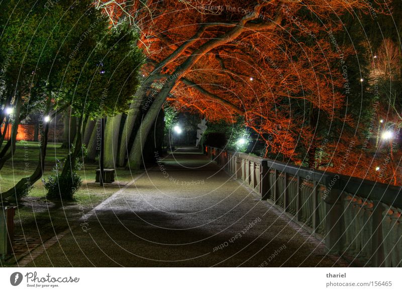 Red Trees Nacht Baum Wege & Pfade Heidelberg Burg oder Schloss rot Park