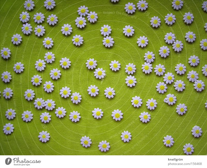 Springtime Blume Blüte Frühling grün Blumenwiese frisch Gänseblümchen weiß Blühend Streublümchen