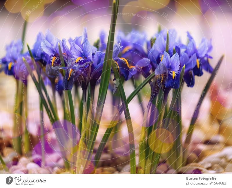 Schwertlilie Pflanze Sonnenlicht Blume Blatt Blüte Garten mehrfarbig gelb grün violett 2016 März Frühling Springtime Farbfoto Außenaufnahme Menschenleer Tag