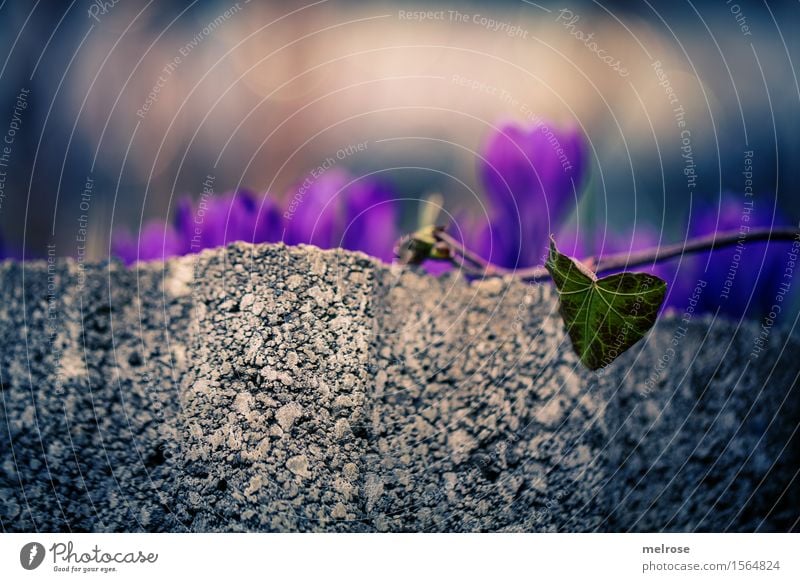 Efeuherz mit Krokusse elegant Stil Natur Erde Frühling Schönes Wetter Pflanze Blume Blatt Blüte Wildpflanze Grünpflanze Blütenpflanze Knollengewächse