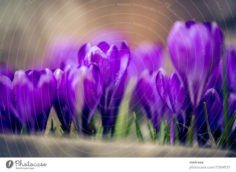 auf der Mauer ... elegant Stil Natur Erde Frühling Schönes Wetter Pflanze Blume Gras Blatt Blüte Wildpflanze Krokusse Knollengewäschse Blütenpflanze Garten