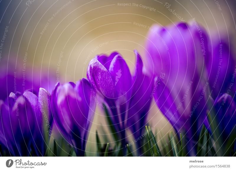 dicht gedrängt elegant Stil Geburtstag Natur Pflanze Erde Frühling Schönes Wetter Blume Gras Blatt Blüte Wildpflanze Krokusse Knollengewächse Frühblüher Garten