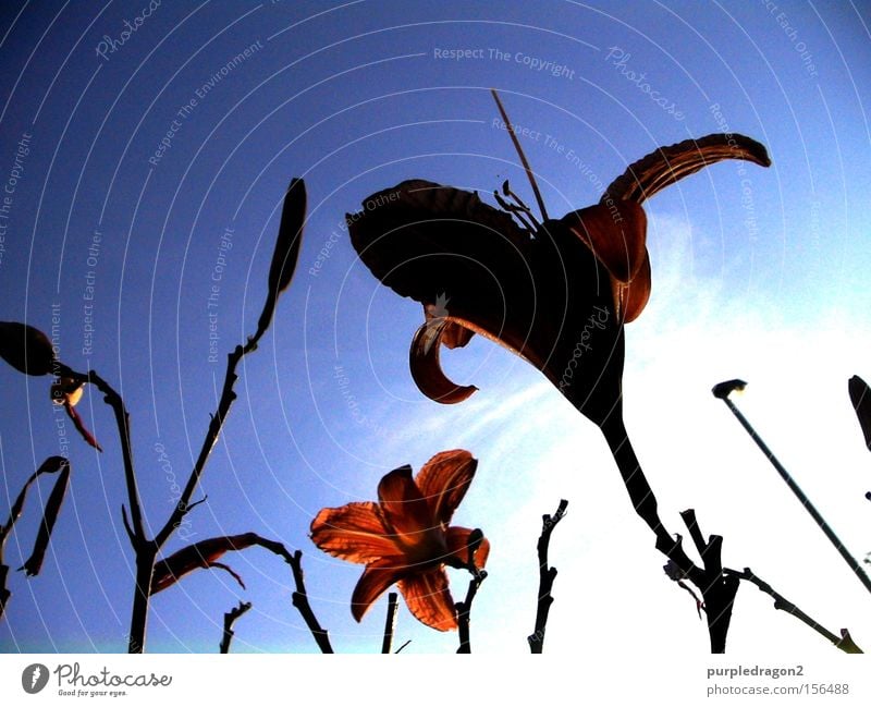 Das Streben nach Glück Himmel streben Blume rot orange blau Wolken Pflanze Wachstum Ast Blüte