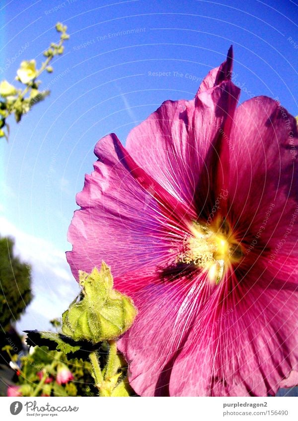 Flower Power Blume Blüte rosa gelb blau grün Himmel Pflanze Blütenknospen Ranke entfalten aufmachen Sommer