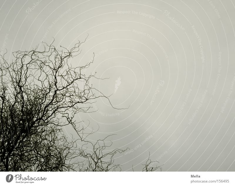 Weide ohne Vogel Korkenzieher-Weide Ast Zweig Geäst Baum Himmel grau trüb trist Regen Wolken