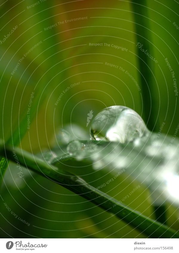 Morgentau #2 Wasser Wassertropfen nass feucht Gras Halm Wiese Natur grün Unschärfe Makroaufnahme Nahaufnahme fuzziness