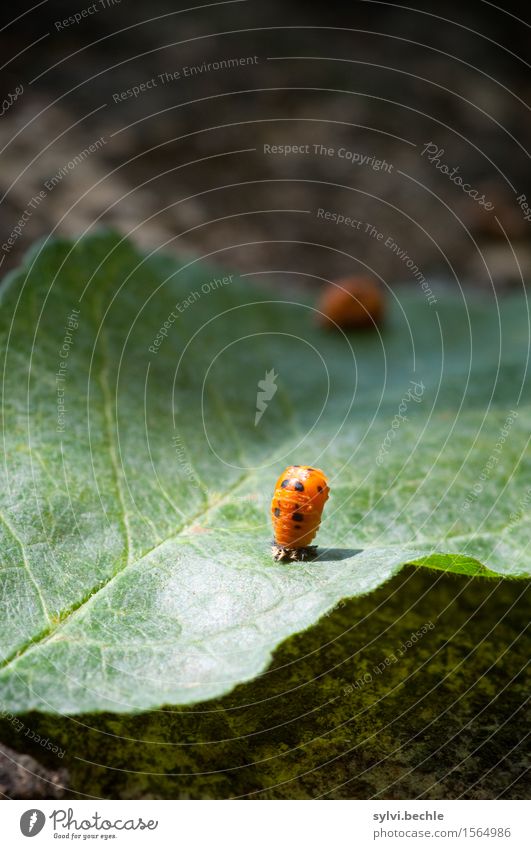 Metamorphose Umwelt Natur Pflanze Tier Frühling Blatt Garten Wildtier Tierjunges Bewegung festhalten Wachstum grün orange geduldig Leben Beginn geheimnisvoll