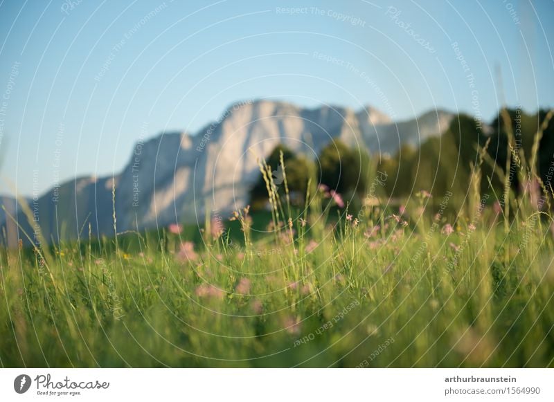 Blumenwiese vor Bergpanorama Freizeit & Hobby Ferien & Urlaub & Reisen Tourismus Ausflug Sommer Sommerurlaub Berge u. Gebirge wandern Umwelt Natur Landschaft