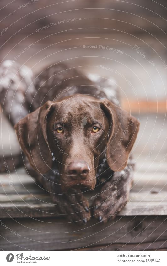 Hund auf Terrasse Freizeit & Hobby Jagd wandern Hütte Tier Haustier 1 Holz beobachten liegen Blick warten ästhetisch Neugier schön braun Zufriedenheit Vertrauen