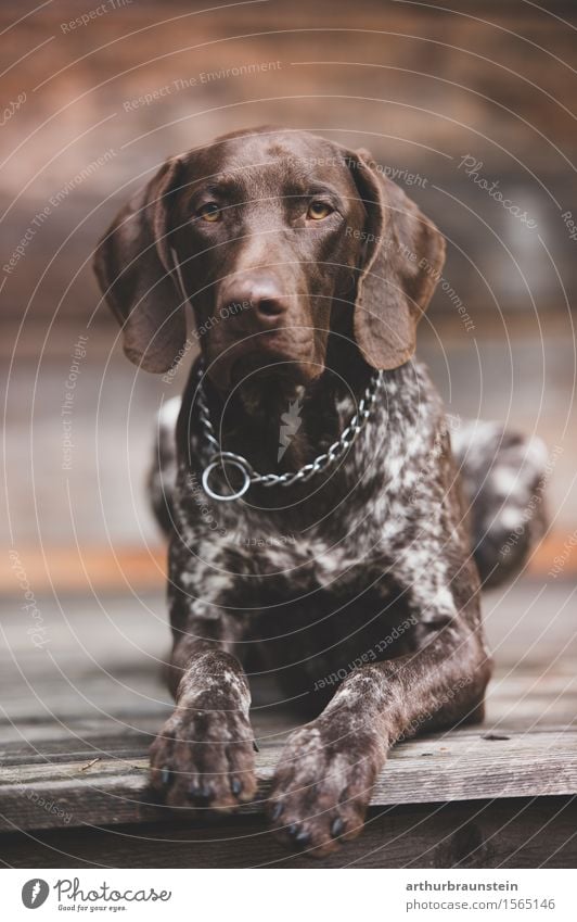 Hund liegt vor Holzhütte Freizeit & Hobby Jagd Hütte Terrasse Accessoire Halskette brünett kurzhaarig Tier Haustier Tiergesicht Fell Pfote Jagdhund 1 beobachten