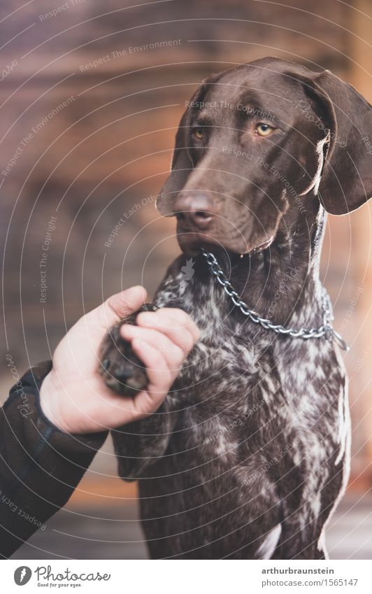 Hund gibt Herrchen die Pfote lernen Hütte brünett kurzhaarig Tier Haustier Tiergesicht Fell 1 Holz sitzen authentisch schön braun Vertrauen achtsam Freundschaft