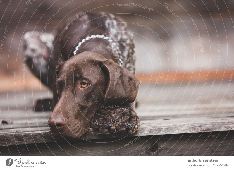 Hund auf Holzterrasse Freizeit & Hobby Jagd Hütte Accessoire Halskette brünett kurzhaarig Tier Haustier Jagdhund 1 beobachten liegen Blick ästhetisch