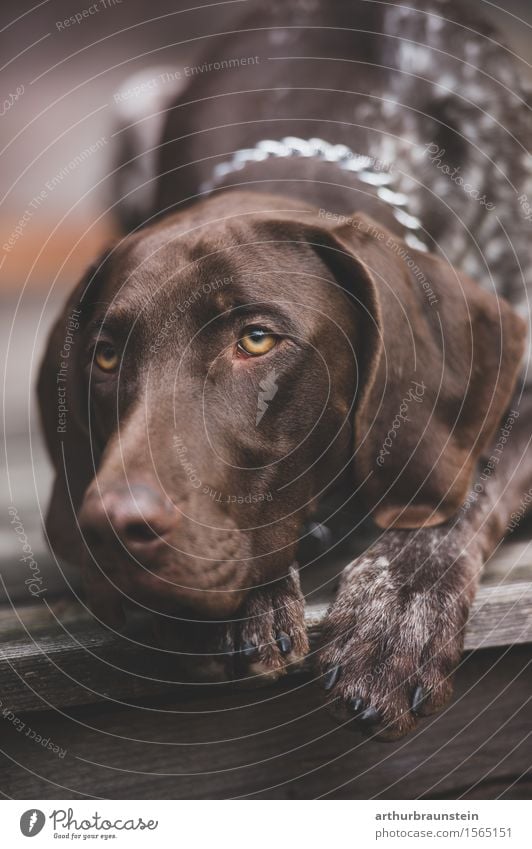 Jagdhund auf Holzterrasse Freizeit & Hobby Ausflug Haus Hütte brünett kurzhaarig Tier Haustier Hund Tiergesicht Fell Pfote 1 beobachten liegen Blick ästhetisch